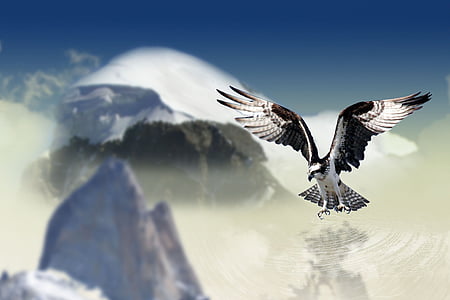 black and white eagle with mountain view