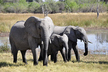 three grey elephants walking beside body of water during daytime