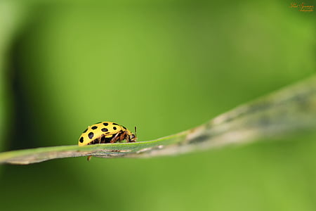 shallow focus photo of yellow and black beetle