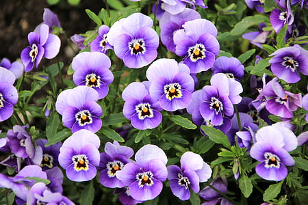 closeup photography purple pansies