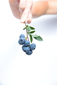 person holding blue berry
