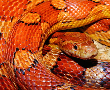 orange, yellow, and black snake
