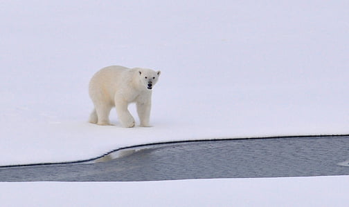 white polar bear on snow near body of water