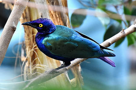 blue and green feathered bird on brown tree branch