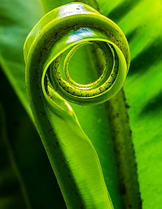 selective focus photography of spiral green plant