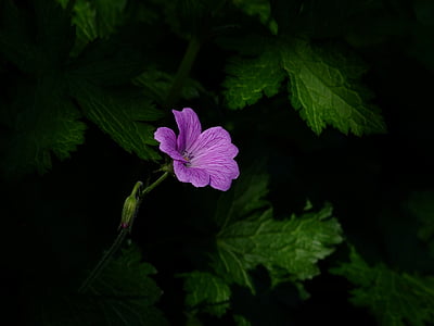 pink malva flower