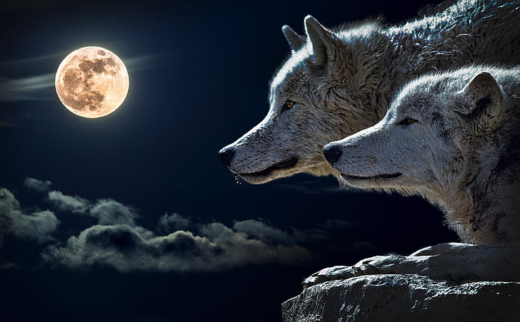 two wolves looking at full moon wallpaper
