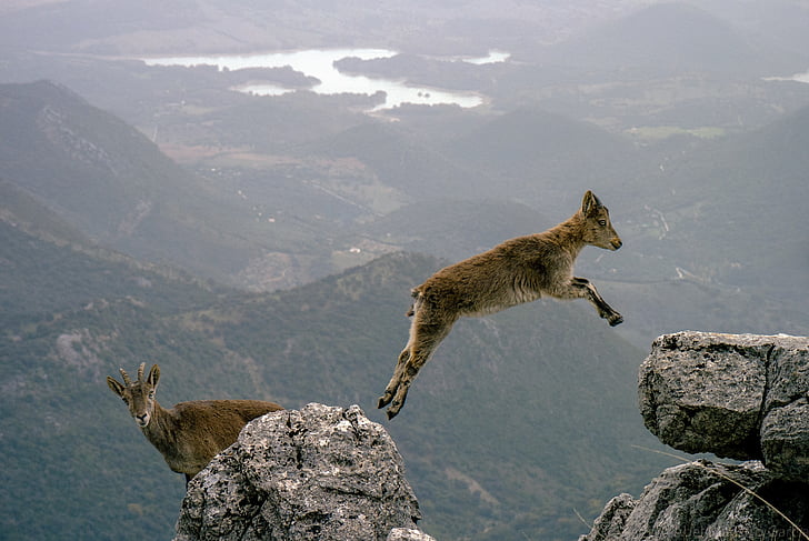brown goat jumping between the gray rocks