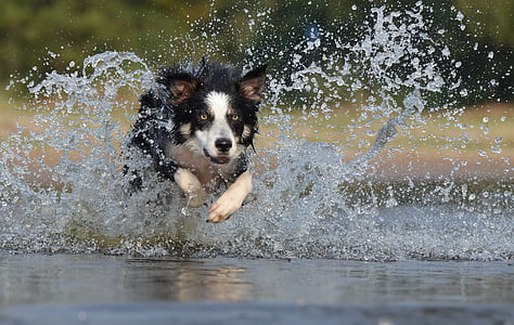 dog running through body of water