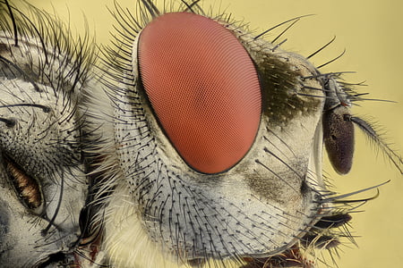 close-up photography of fly