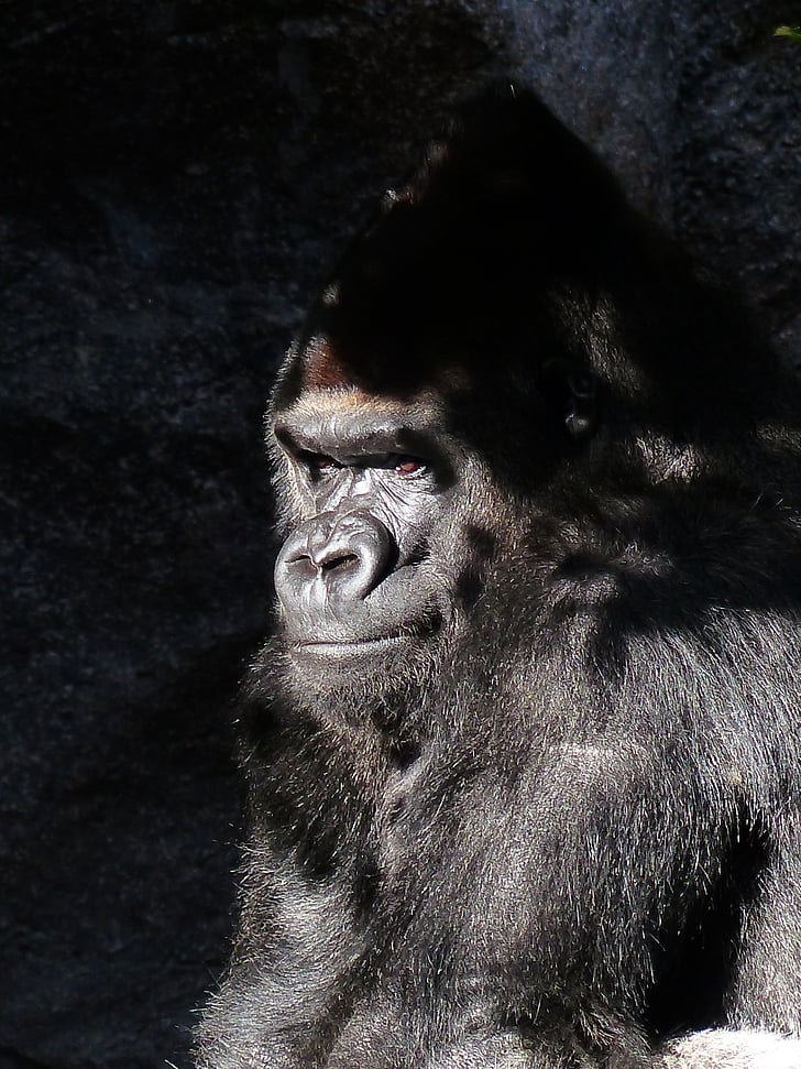 black primate with sun reflection