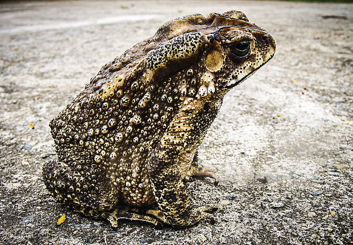 closeup photo of frog