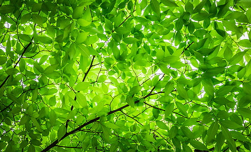 green leaves tree under white sky
