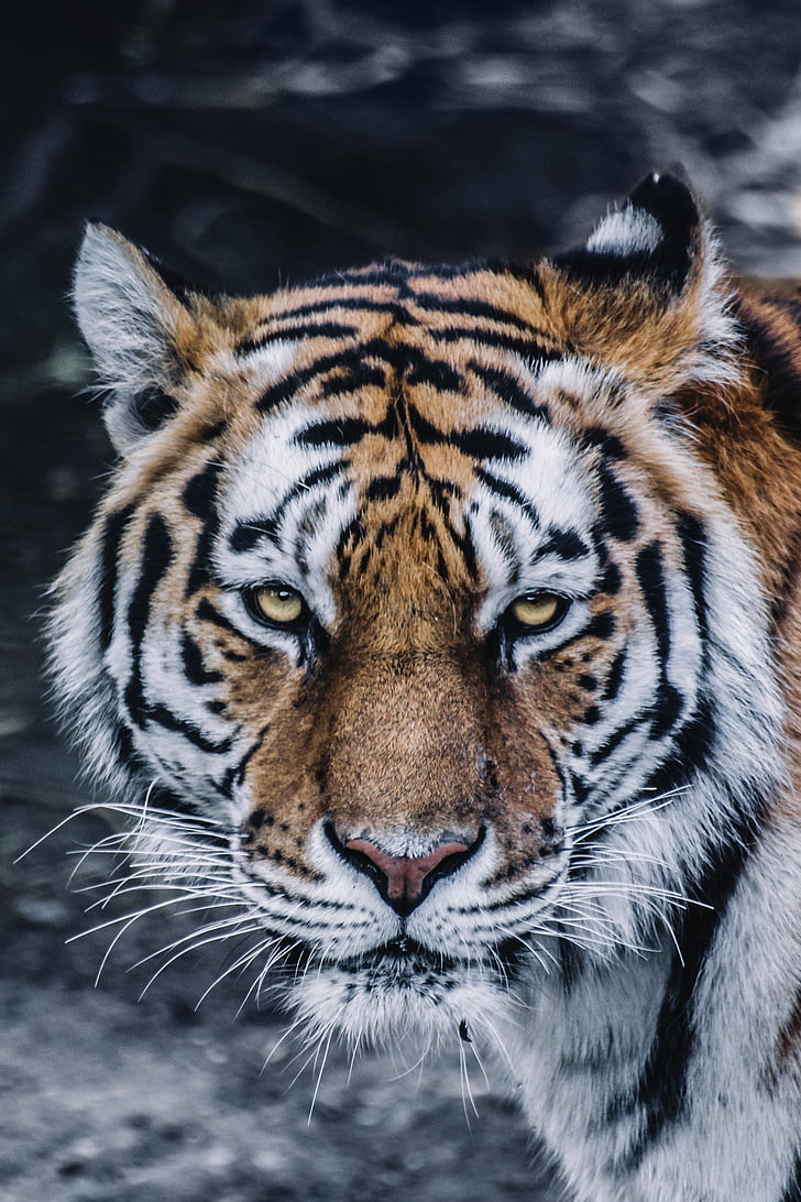 black and brown bengal tiger