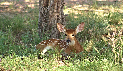 deer laying beside tree