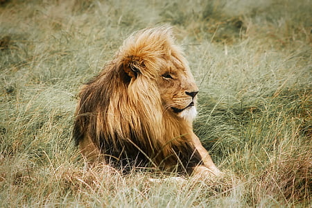 lion sitting on grass field