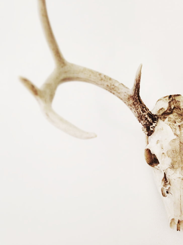 white reindeer skull