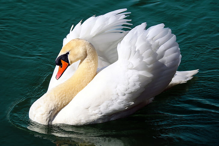 white swan on water during daytime photo