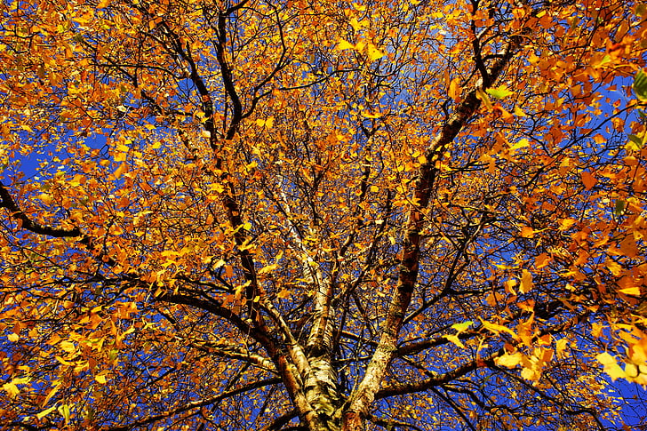 Royalty-Free photo: Yellow leaf tree under clear blue sky during daytime - PickPik