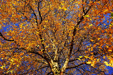 yellow leaf tree under clear blue sky during daytime