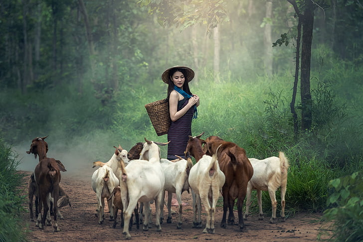 woman wearing blue dress carrying woven basket near herd of goats