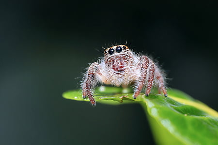 close up photograph of brown jumping spider on green leaf