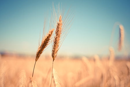 bokeh photography of wheats