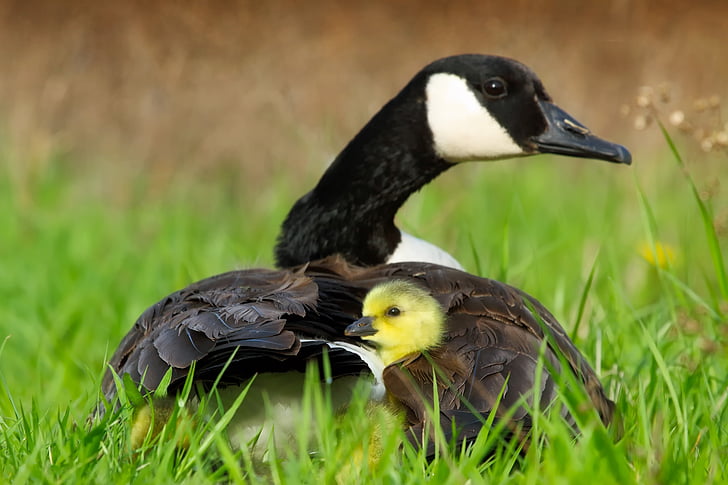 black and brown duck with duckling on green grass