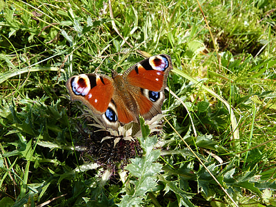peacock butterfly on green grass