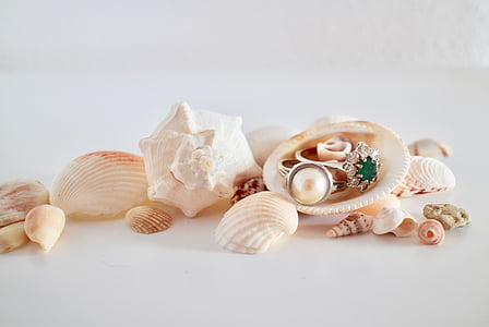 white and brown seashells and eingrings