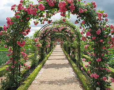 red petaled flower arch at daytime