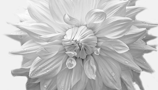 white dahlia flower with water dews