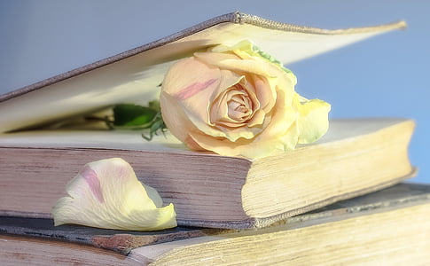 white rose in bookpage