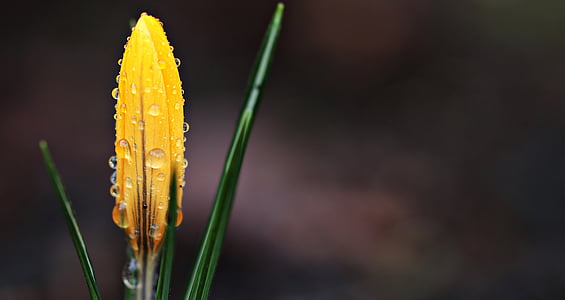 closeup photo of yellow flower bud with water droplets