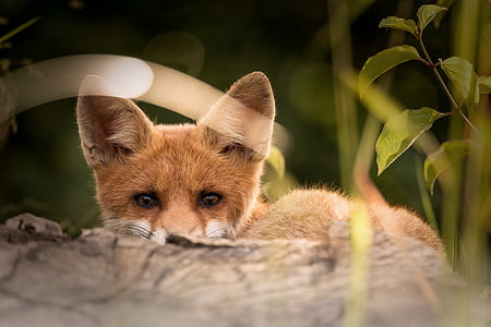 brown fox in closeup photography