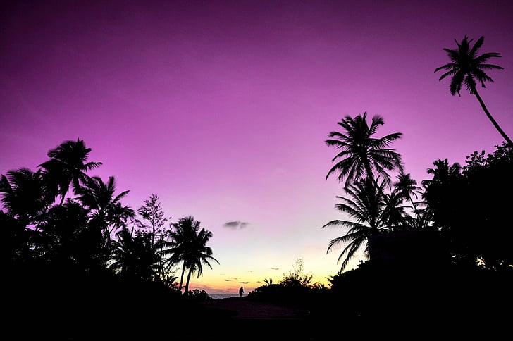 purple sky and tree silhouette photo