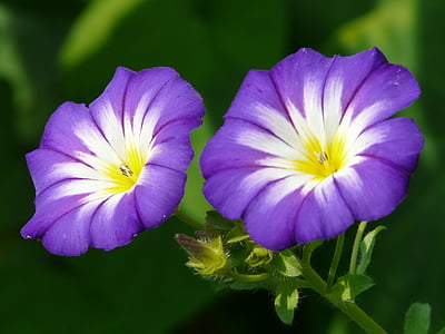 two purple flowers with green stems