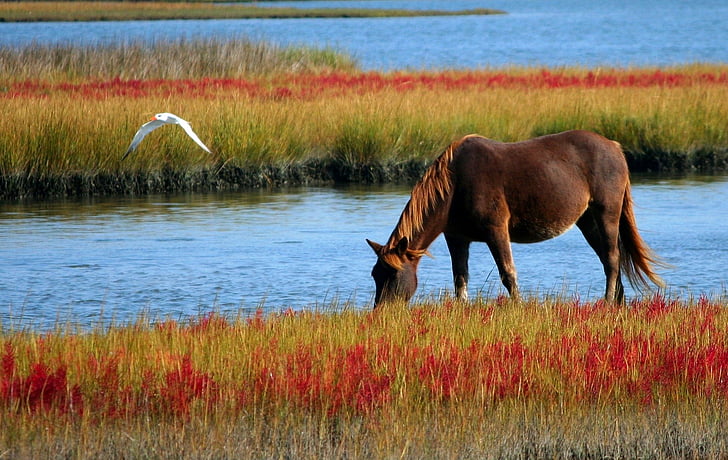 brown horse on red grass field near body of water during daytime