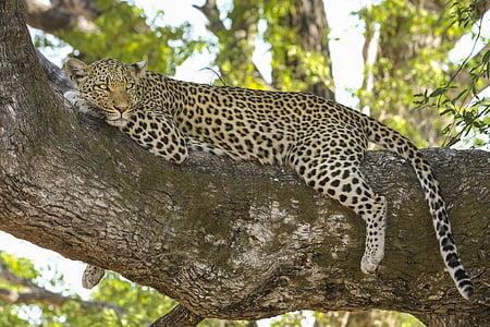 leopard lying on tree trunk photo taken during daytime