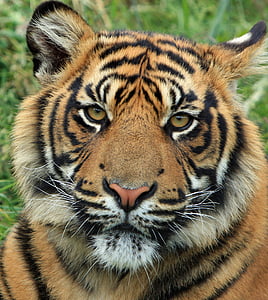 tiger on grass