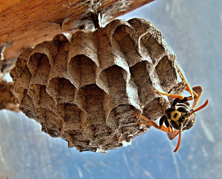 yellow jacket wasp on hive closeup photography