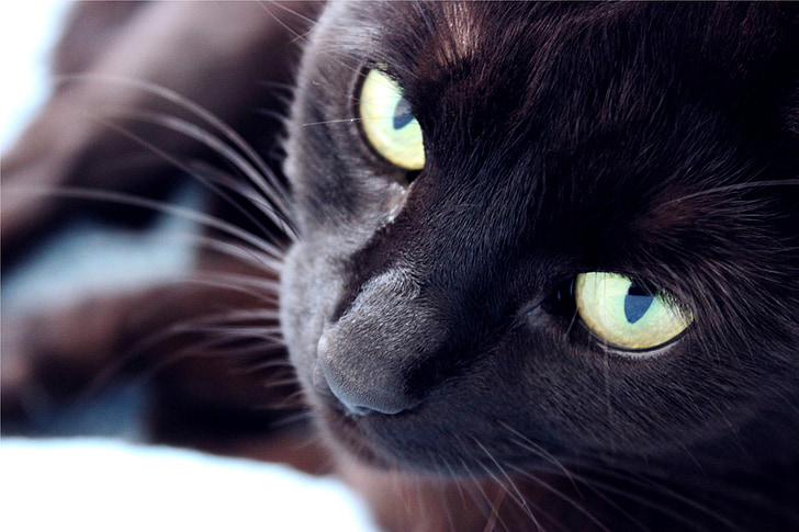 closeup photograph black cat