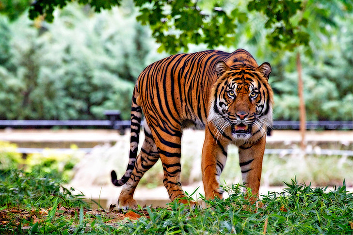 tiger standing on green grass during daytime