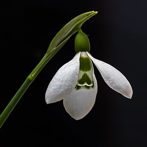 white snowdrop flower in closeup photography