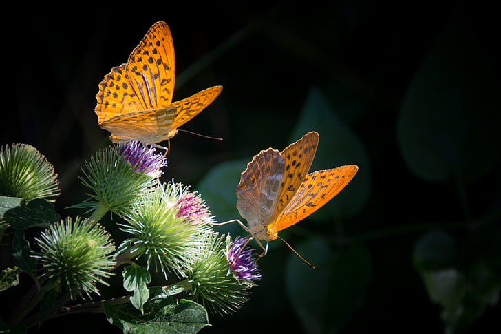 two gulf fritillary butterfly perching on green and purple flower in close-up photography