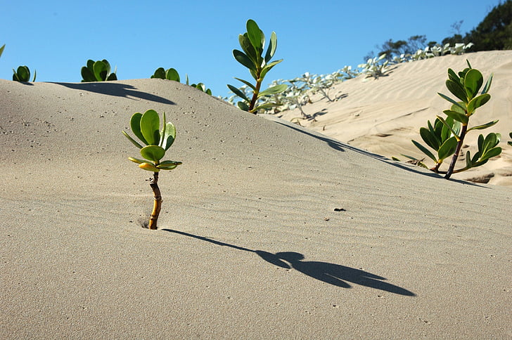 green leaf plant on sand