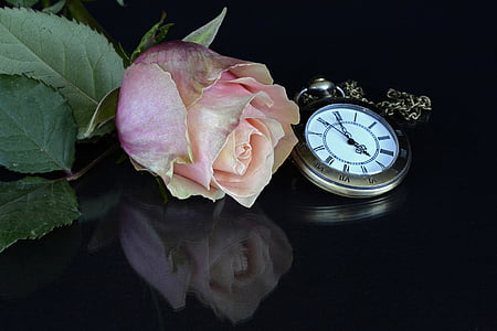 pink rose beside round gold-colored pocket watch