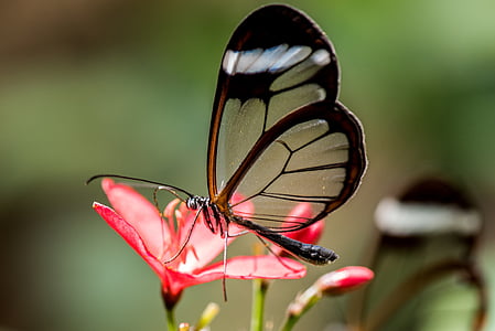 glasswing butterfly on red petaled flower