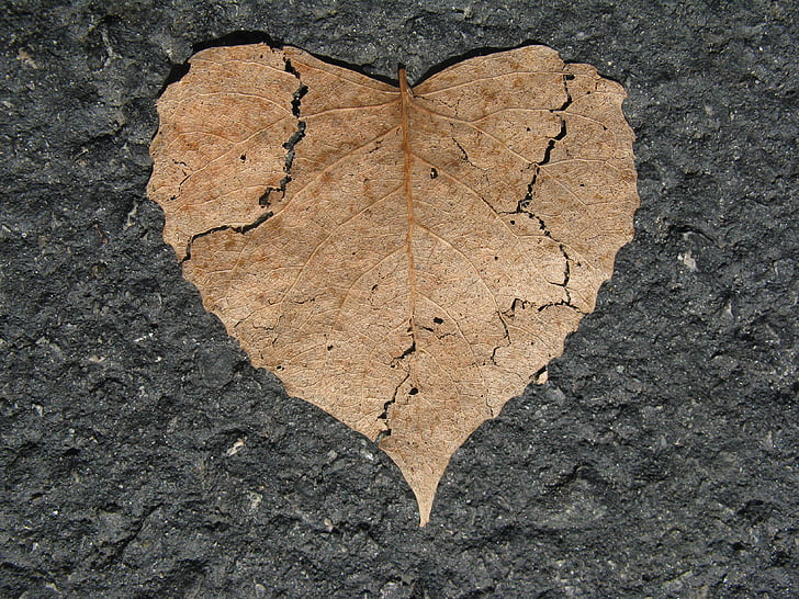 brown dried leaf on gray surface