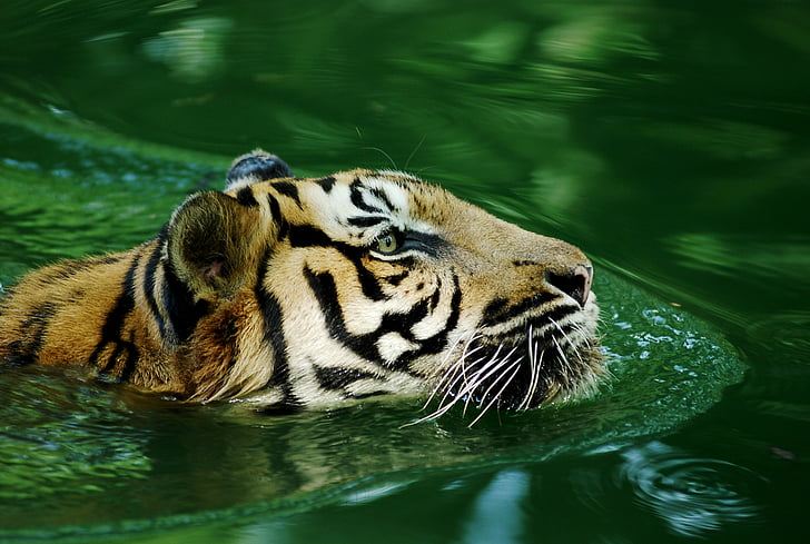 tiger animal in body of water